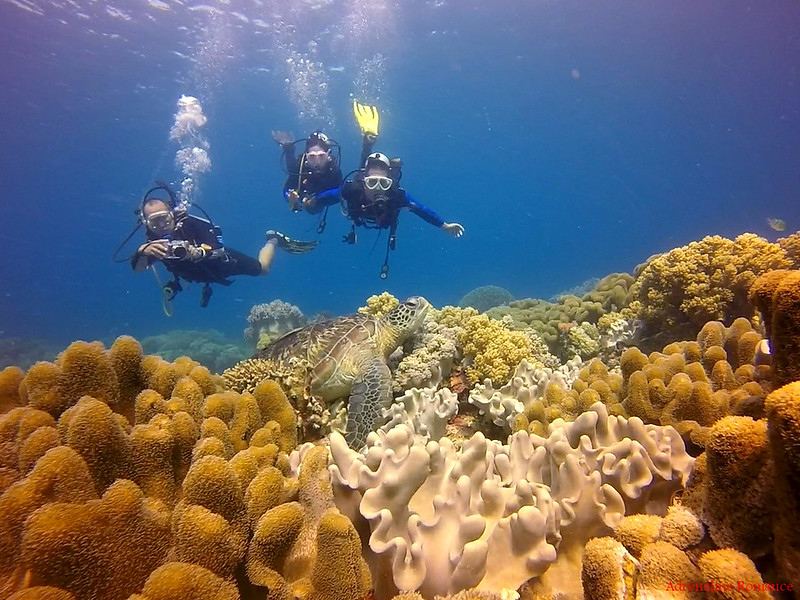 Beneath the Waves: Diving Into Cebu's Vibrant Marine Sanctuaries