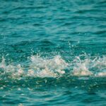 diverse aquatic species thrive