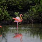 exploring agusan marsh wildlife