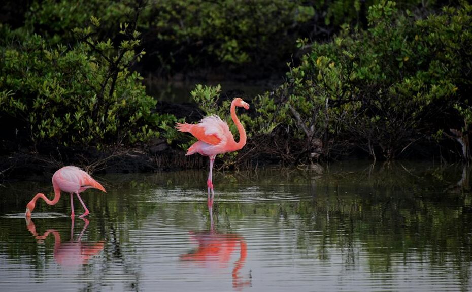 exploring agusan marsh wildlife