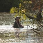 exploring butuan river wildlife