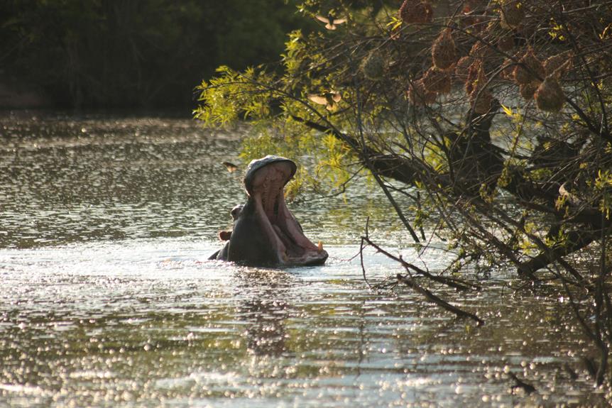 exploring butuan river wildlife