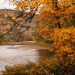 loboc river s diverse wildlife