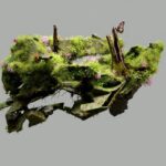 rich biodiversity on isarog