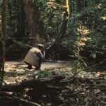 subterranean marvel in puerto