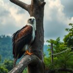 conservation of philippine eagles