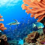 diverse coral reef sanctuary