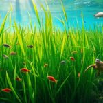 seagrass beds support biodiversity