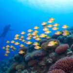 tubbataha reefs diving paradise
