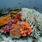 climate change affects coral reefs