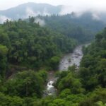 preserving watersheds through forests