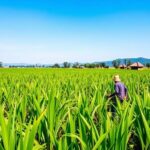 sugarcane production challenges sustainability