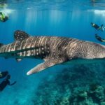 cebu whale shark experience