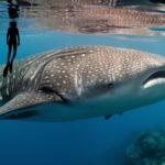 swimming with gentle giants